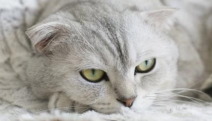 每日大赛ai比想象中更猛，被反复讨论不是没有原因